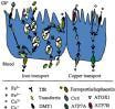 Cover image for research topic "The neurodietetics and genetics of copper and iron"