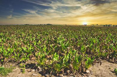 Cover image for research topic "Enhancing Food Production System Resilience for Food Security Facing a Changing Environment"