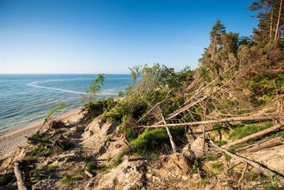 Cover image for research topic "Insights in Forest Disturbance: 2021"