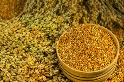 Cover image for research topic "Advances in Millet Research as a Sustainable Food Source"