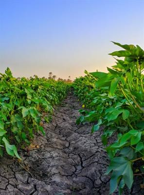 Cover image for research topic "System Fertilization and Nutrient Cycling"