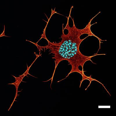 Cover image for research topic "Editors' Showcase 2021/2022: Insights in Cell Adhesion and Migration"
