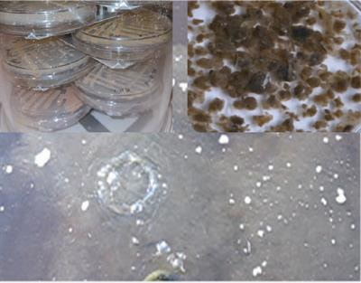 Cover image for research topic "Metabolic Flexibility of Microbial Methane Oxidation"