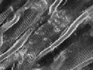 Cover image for research topic "Recent developments in micron-scale optical imaging of intact, living heart and vasculature"