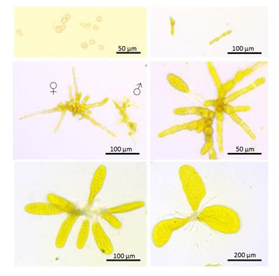Cover image for research topic "Opening the Black Box of Kelps: Response of Early Life Stages to Anthropogenic Stressors"