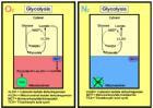 Cover image for research topic "Glycolysis at 75: Is it Time to Tweak the First Elucidated Metabolic Pathway in History?"