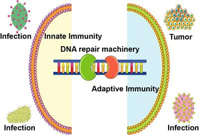 Cover image for research topic "DNA Repair Machinery in Innate and Adaptive Immunity"