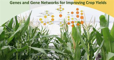Cover image for research topic "Genetic Approaches for Crop Yield Enhancement"