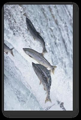 Cover image for research topic "Physiological Adaptations to Swimming in Fish"