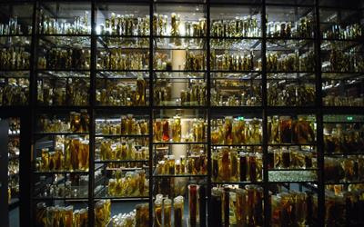 Cover image for research topic "Recent Advances in Museomics: Revolutionizing Biodiversity Research"
