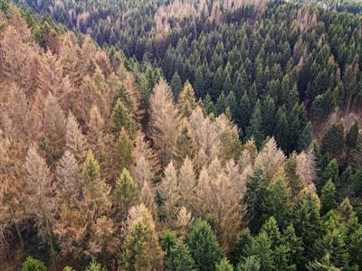 Cover image for research topic "Mechanisms of Forest Resilience to Climate-Driven Change in Fire Activity and Droughts: Insights From Multidisciplinary Studies."