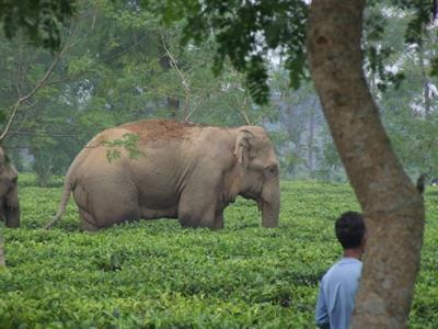 Cover image for research topic "Human-Elephant Conflict and Coexistence in Asia"