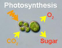 Cover image for research topic "Algal Photosynthesis"