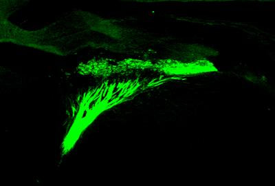 Cover image for research topic "Brain Cholinergic Mechanisms"
