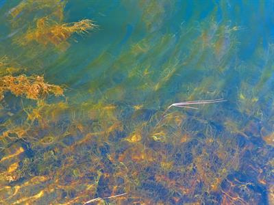 Cover image for research topic "Geochemical Cycling of Organic Phosphorus and Eutrophication of Lakes"