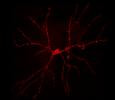 Cover image for research topic "Neuronal and glial structural plasticity induced by drugs of abuse"