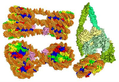 Cover image for research topic "Chromatin Structure and Function"