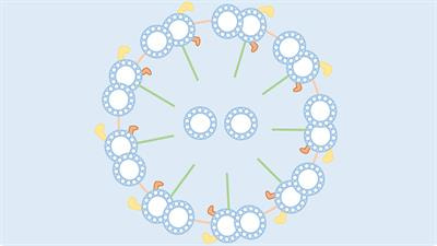 Cover image for research topic "Genetics and Mechanism of Ciliopathies"
