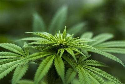 Cover image for research topic "Medicinal Cannabis: Evolution of Therapeutic Use, Future Approaches and Other Implications"