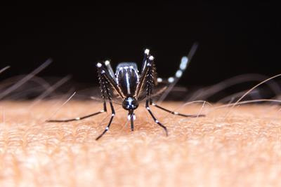 Cover image for research topic "Mosquitoes and Their Role in Disease Transmission: Recent Advances and Innovations"