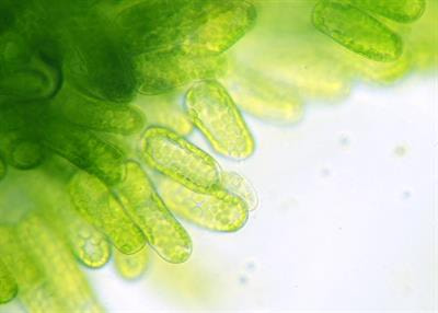 Cover image for research topic "Role of Endophytic Bacteria in Improving Plant Stress Resistance"