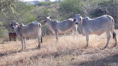 Cover image for research topic "Alternatives for the Control of Parasites to Promote Sustainable Livestock"