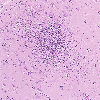 Cover image for research topic "Neuroinflammatory Diseases of Domestic Animals"
