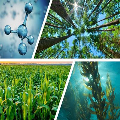 Cover image for research topic "Promising and sustainable microbial feedstocks for biotechnological processes"