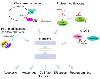 Cover image for research topic "Protein-RNA Interplay-Regulated Signaling in Stem Cells and Cancer"