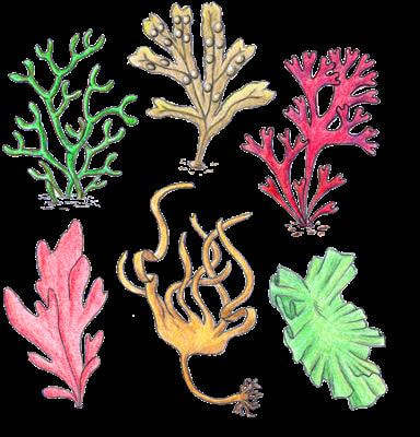 Cover image for research topic "From the emergence of multicellularity to complex body architectures: update and perspectives on the biological mechanisms involved in macroalgal development."