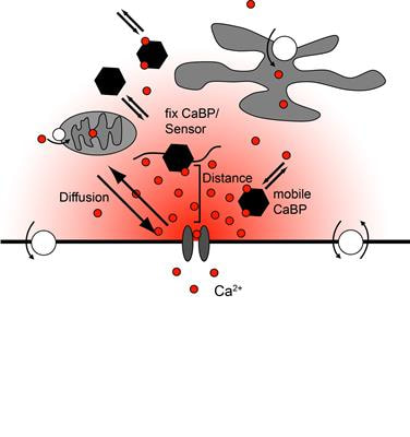 Cover image for research topic "Determinants of Synaptic Information Transfer: from Ca2+ Binding Proteins to Ca2+ Signaling Domains"