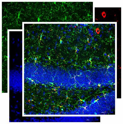 Cover image for research topic "The Neuron-Glia Crosstalk and Beyond"