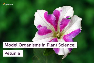 Cover image for research topic "Plant Biology: Told by Petunia - Model Organisms in Plant Science"