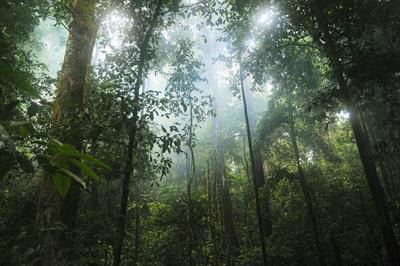 Cover image for research topic "Forest Tree Conservation Genomics"