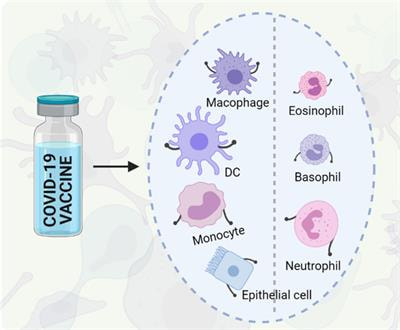 Cover image for research topic "Innate immune responses to SARS-CoV-2 in infected and vaccinated individuals"