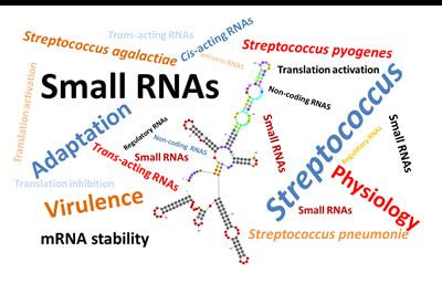 Cover image for research topic "Small non-coding RNAs in Streptococci"