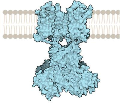 Cover image for research topic "?Ion Channels in Health and Disease"