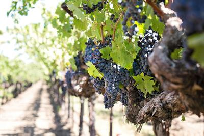 Cover image for research topic "Secondary Metabolites in Grapevine Stress Response - Women in Plant Science Series"