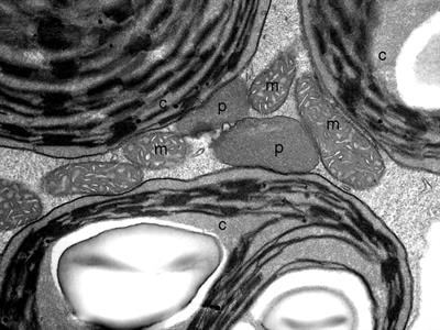 Cover image for research topic "Photosynthetic and Photorespiratory Organelles: Metabolism, Dynamics, and Signaling"