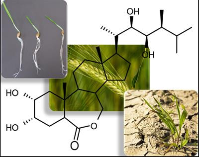 Cover image for research topic "An Update on Brassinosteroids: Homeostasis, Crosstalk, and Adaptation to Environmental Stress, Volume II"