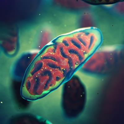 Cover image for research topic "Mitophagy and Mitochondrial Proteostasis in Cardiovascular Diseases"