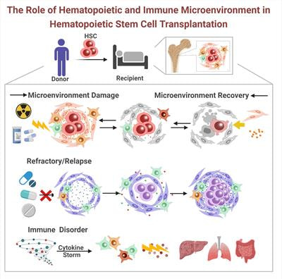 Cover image for research topic "The Role of Hematopoietic and Immune Microenvironment in Hematopoietic Stem Cell Transplantation"