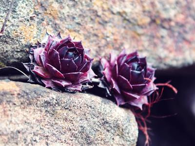 Cover image for research topic "Rocks, Plants and Microbes, Volume II"
