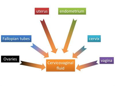 Cover image for research topic "Microbiota and Biomolecule Biomarkers for Gynecological Pathologies and their Appearance in Cervicovaginal Fluid"