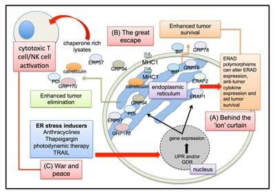 Cover image for research topic "Endoplasmic Reticulum and Its Role in Tumor Immunity"