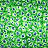 Cover image for research topic "Spatial Ecology of Cells Living in Micro-Structured Environments"