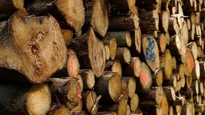 Cover image for research topic "Silviculture and Agriculture Tree Growth Under Water Stress, Volume II"