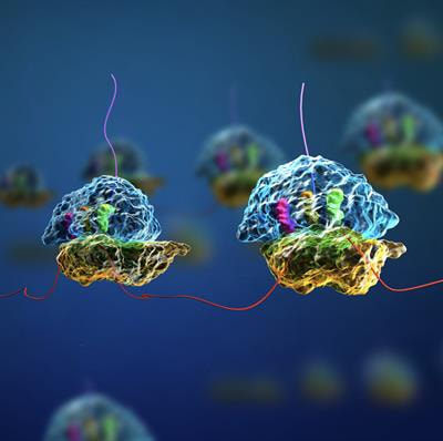 Cover image for research topic "Inherited and acquired ribosomopathies: missing puzzle pieces"