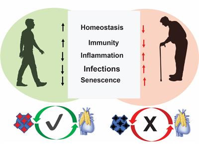 Cover image for research topic "Molecular Crosstalk Between Endocrine Factors, Paracrine Signals, and the Immune System During Aging"