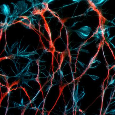 Cover image for research topic "Insights in Methods and Model Organisms: 2021"